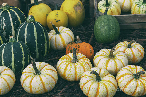 Pumpkin Art Print featuring the photograph Autumn Pumpkins and Squash by Tim Gainey