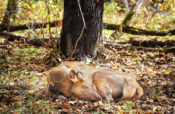 Elk Art Print featuring the photograph Autumn Slumber by Jordan Hill