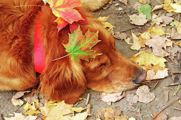 Retriever Art Print featuring the photograph Autumn Snooze by Debbie Oppermann