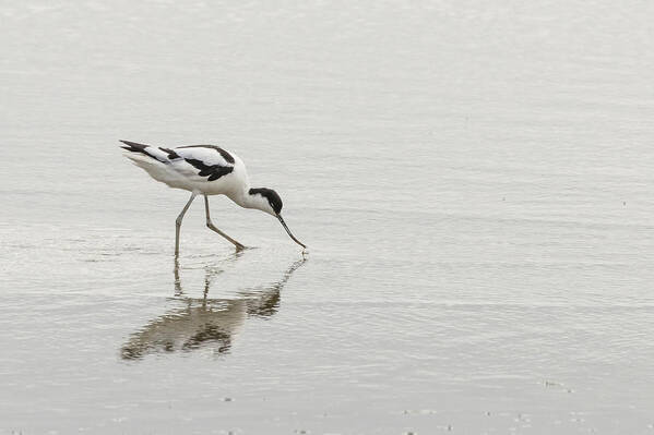 100-400mmlmk2 Art Print featuring the photograph Avocet by Wendy Cooper