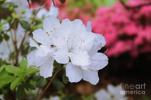 Azaleas Art Print featuring the photograph Azaleas in Turtle Creek by Diana Mary Sharpton