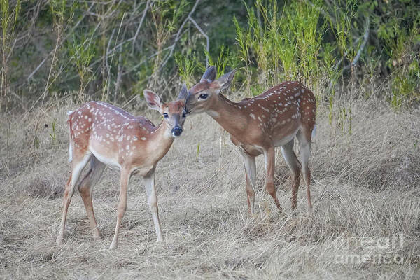 Baby Deer Print Art Print featuring the photograph Baby deer print by Cathy Valle