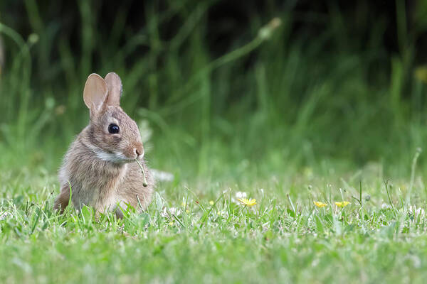Baby Rabbit Art Print featuring the photograph Baby Eastern Cottontail Rabbit by Michael Russell