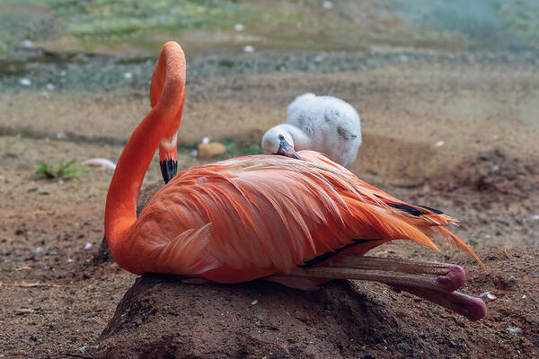 Aiken Sc Art Print featuring the photograph Baby Flamingo 14 Days Old 3 by Steve Rich