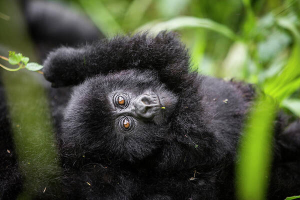 Mountain Gorilla Art Print featuring the photograph Baby Mountain Gorilla Close-Up by Kate Malone