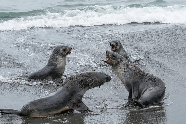 Sea Lion Art Print featuring the photograph Baby Sea Lions Playing in the Surf by Linda Villers