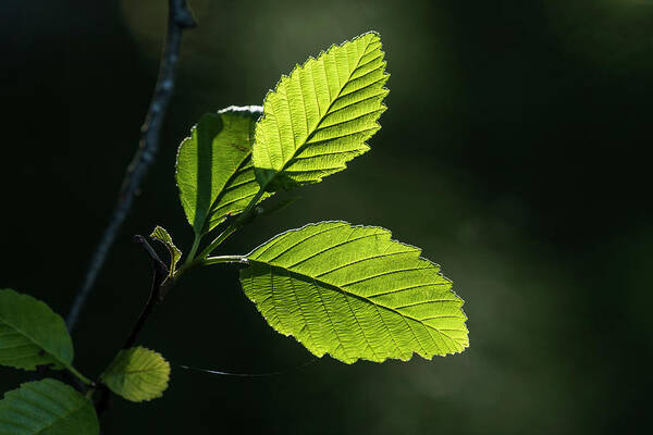 Alder Leaves Art Print featuring the photograph Back Lit Red Alder Leaves by Robert Potts