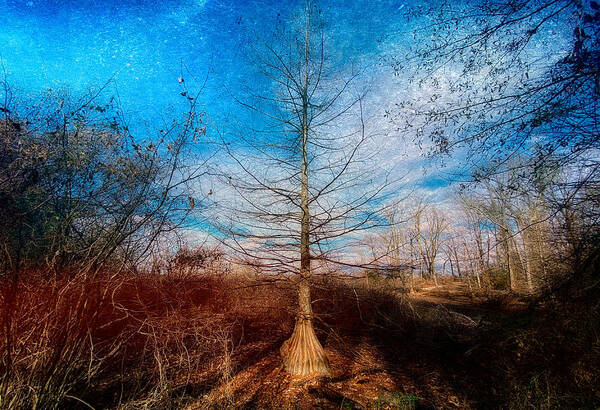 Tree Art Print featuring the photograph Bald Cypress in a Dry Bog by Steven Gordon