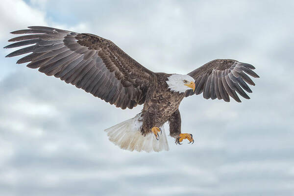 Eagle Art Print featuring the photograph Bald Eagle Blue Sky by CR Courson