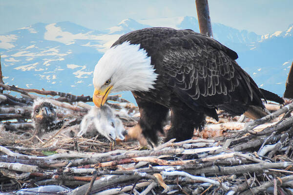 Nest Art Print featuring the photograph Bald Eagle feeding Chick by Ed Stokes