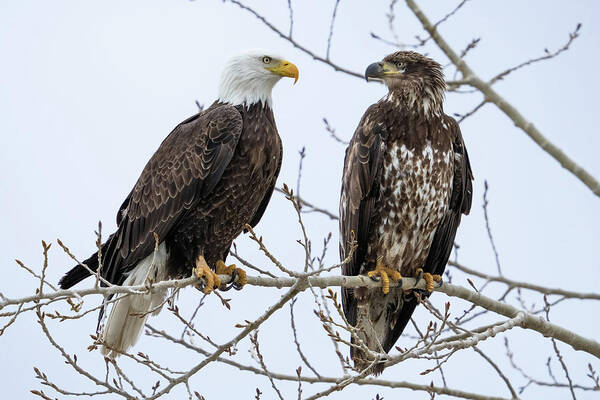 Bald Eagles Art Print featuring the photograph Bald Eagles on Branch by Wesley Aston