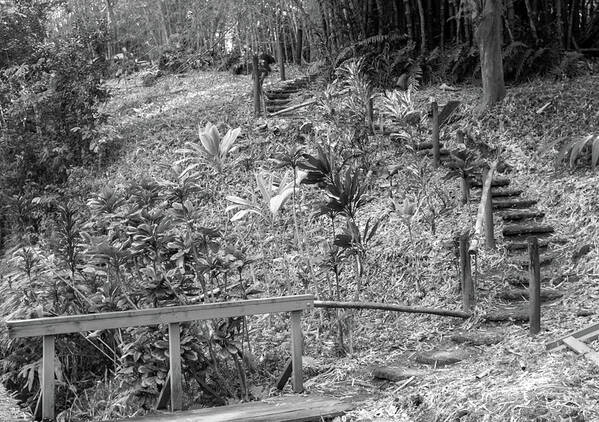 Tropics Art Print featuring the photograph Bamboo Stairway by Tony Spencer