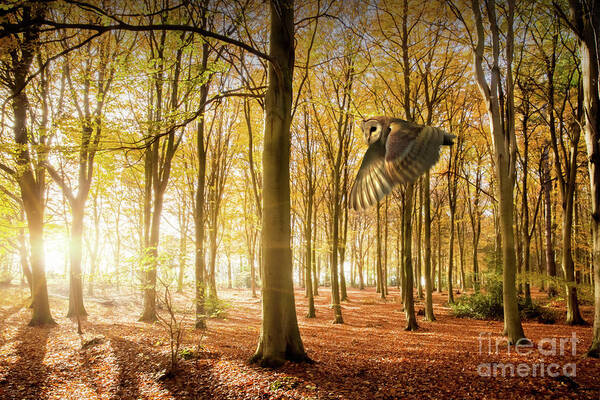 Autumn Art Print featuring the photograph Barn owl flying in autumn woodland by Simon Bratt