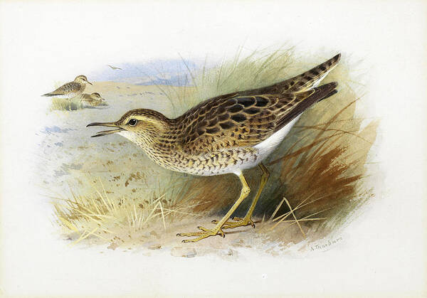 Archibald Thorburn Art Print featuring the drawing Bartram's Plover by Archibald Thorburn