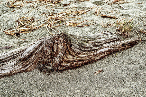 Beach Driftwood Art Print featuring the photograph Beach Driftwood 7 by M G Whittingham