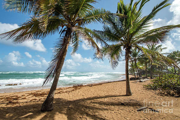 Piñones Art Print featuring the photograph Beach Waves and Palm Trees, Pinones, Puerto Rico by Beachtown Views