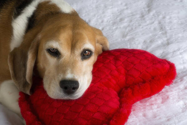 Black Color Art Print featuring the photograph Beagle and Heart-Shaped Pillow by Ian Gwinn