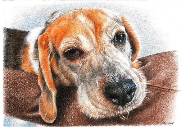 Dog Art Print featuring the drawing Beagle Love by Casey 'Remrov' Vormer