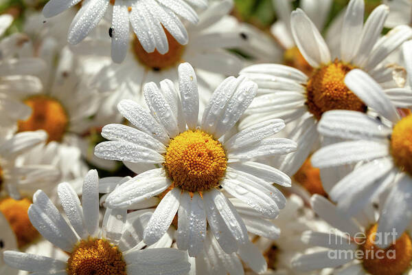 Daisies Art Print featuring the photograph Beautiful large wild daisies with water drops by Simon Bratt