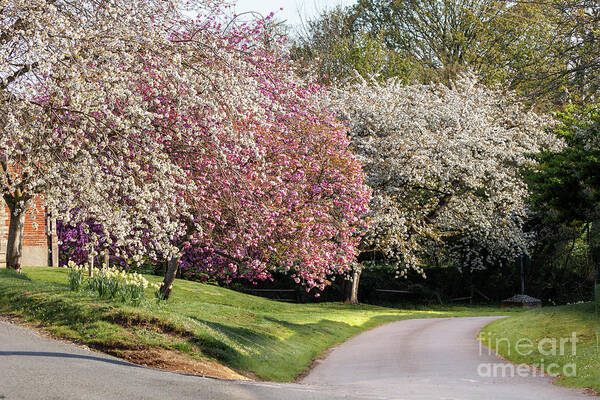 Blossom Art Print featuring the photograph Beautiful spring trees in pink and white blossom by Simon Bratt