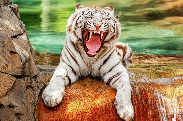 Animal Poster 3588 WHITE BENGAL TIGERS Photo Poster Print Art * All Sizes 