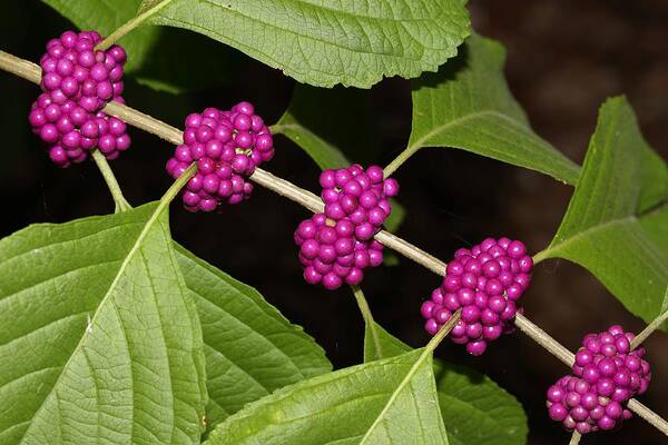 Beautyberry Art Print featuring the photograph Beauty Berry by Mingming Jiang