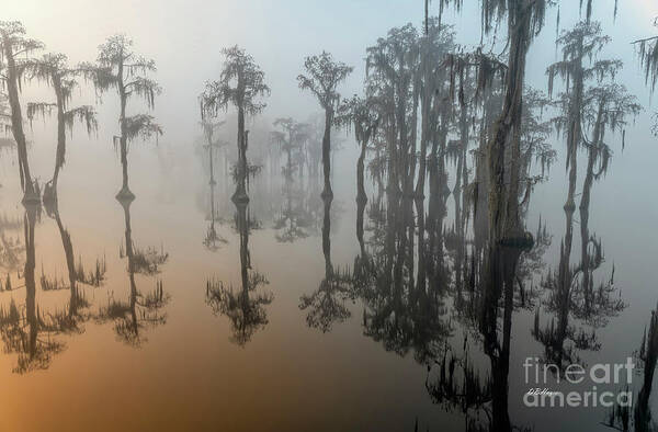 Fog Art Print featuring the photograph Beauty In The Fog 2 by DB Hayes