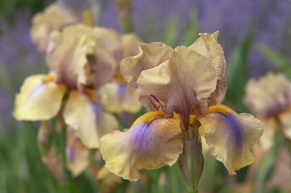 Jenny Rainbow Fine Art Photography Art Print featuring the photograph Beauty Of Irises. Mystery Time 1 by Jenny Rainbow