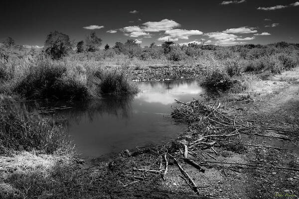 Beaver Dam Art Print featuring the photograph Beaver Dam by Mike Penney