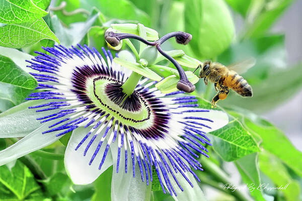 Bee Photo Prints Art Print featuring the digital art Bee 87 by Kevin Chippindall