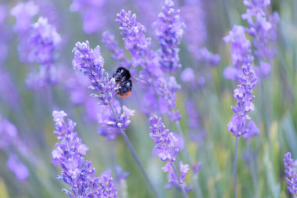 Lavender Art Print featuring the photograph Bee buzzing in the lavender by Andrew Lalchan