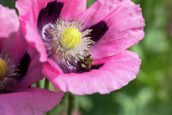 Bee Art Print featuring the photograph Bee In A Pink Poppy by Tanya C Smith