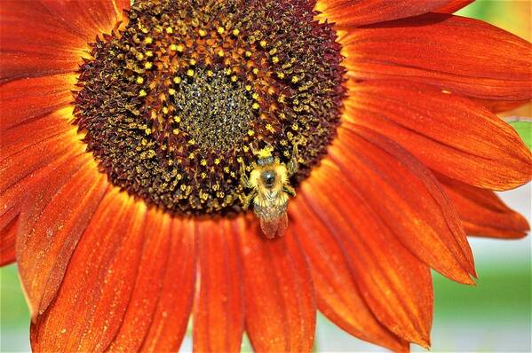 Orange Art Print featuring the photograph Bee on Sunflower 5 by James Cousineau