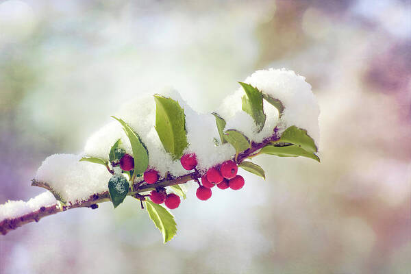 Branch Art Print featuring the photograph Berry Beautiful by Kathi Mirto