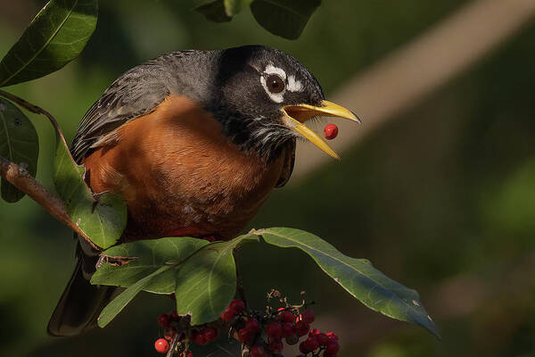 Robin Art Print featuring the photograph Berry Toss by RD Allen