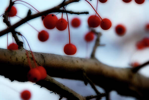 Berries Art Print featuring the photograph Berry's Bounty by Simone Hester
