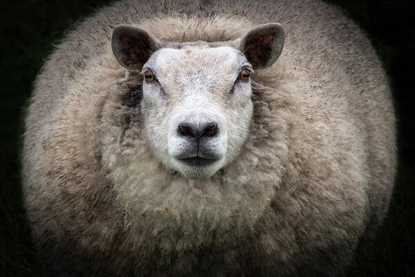 Sheep Art Print featuring the photograph Big Mama by Louise Tanguay