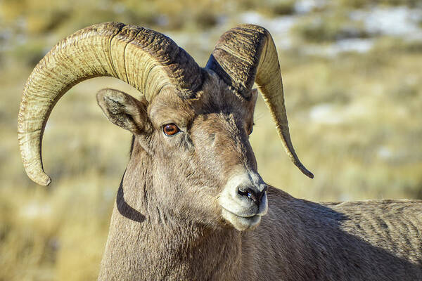 Sheep Art Print featuring the photograph Bighorn profile by Ed Stokes