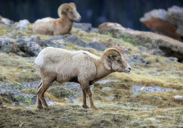 Rocky Mountain Ram Portrait Art Print featuring the photograph Bighorn Rams In Rocky Mountain National Park by Dan Sproul