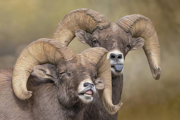 Bighorn Sheep Art Print featuring the photograph Bighorn Sheep Making Faces by Lowell Monke
