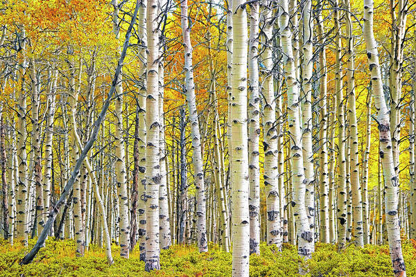 Nature Art Print featuring the photograph Birch Tree Grove in Autumn Yellow Color by Randall Nyhof