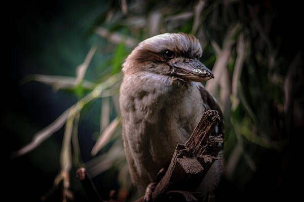 Bird Art Print featuring the photograph Bird by Anamar Pictures