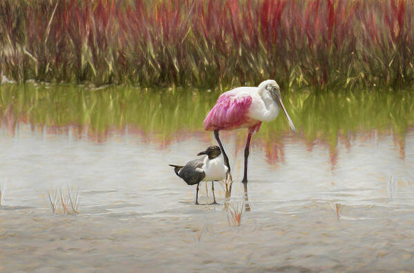 Roseate Spoonbill Art Print featuring the photograph Bird Buddies by Randall Allen