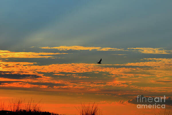 Soul Art Print featuring the photograph Bird of The Soul And The Sunset by Leonida Arte