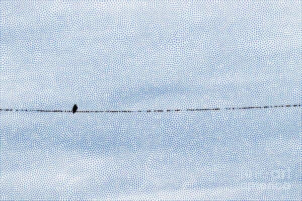 Bird Art Print featuring the photograph Bird On A Wire In Dots by Kimberly Furey