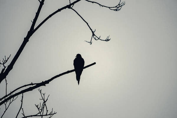 Bird Art Print featuring the photograph Mourning Dove Silhouette - Dense Fog by Jason Fink