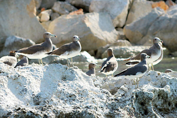  Art Print featuring the photograph Birds 75 by Eric Pengelly