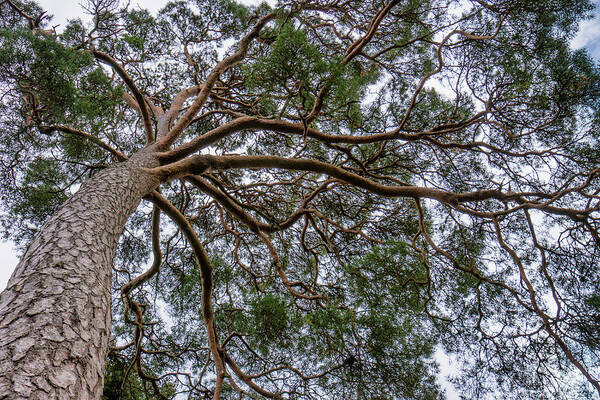 Birr Castle Art Print featuring the photograph Birr Tree Canopy by Karen Smale