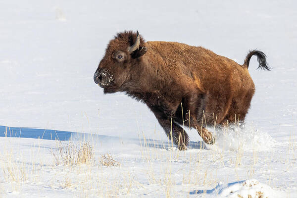 Bison Art Print featuring the photograph Bison Cow on the Run in the Snow by Tony Hake