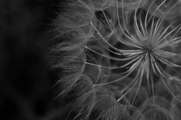 Nature Art Print featuring the photograph Black and White Dandelion 1 by Amy Fose